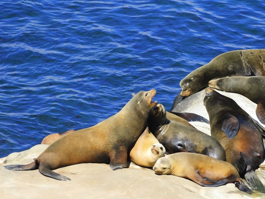 Picture of La Jolla Seals & Sea Lions