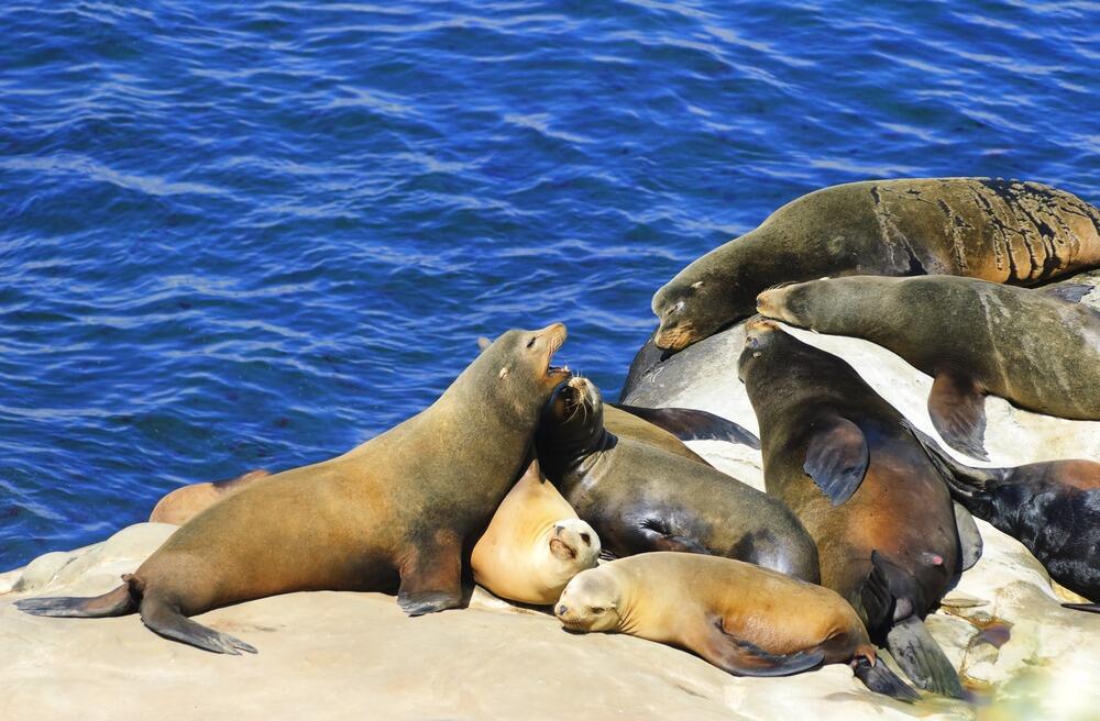 Picture of La Jolla Seals & Sea Lions