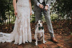 Dog with Elegant Black Bowtie