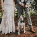 Dog with Elegant Black Bowtie