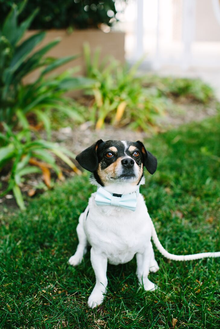 Amanda and Thadd's dog, Baxter, was also present for their wedding day. "We have no shame in saying that we are obsessed with him," Amanda says.