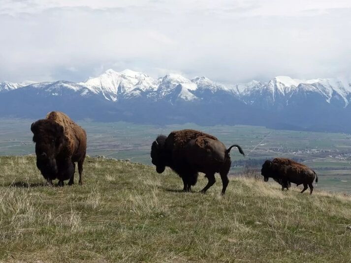 Picture of CSKT Bison Range