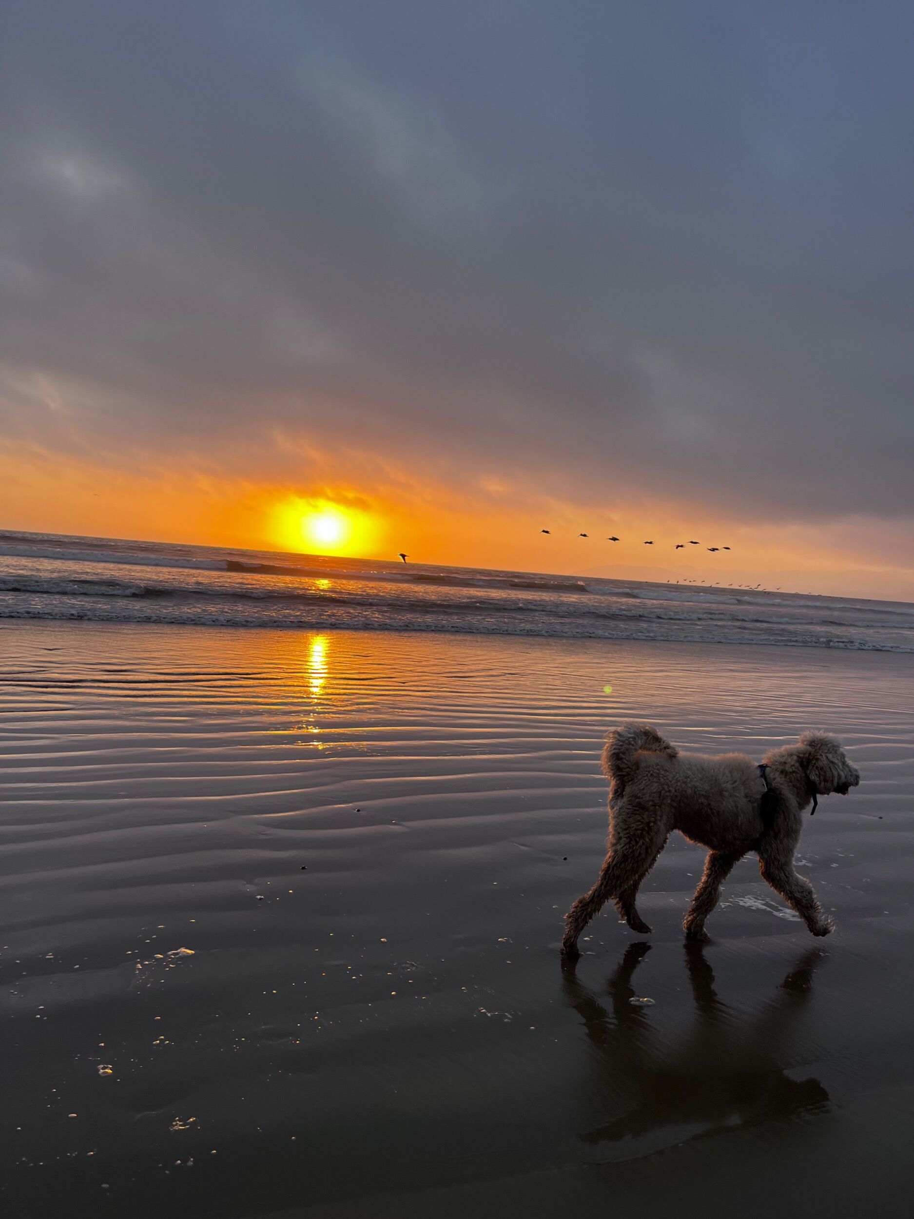 Picture of Pismo Beach