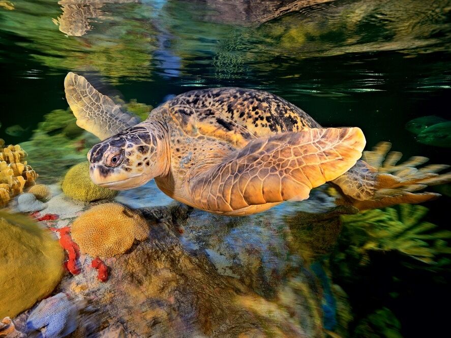 Picture of New England Aquarium