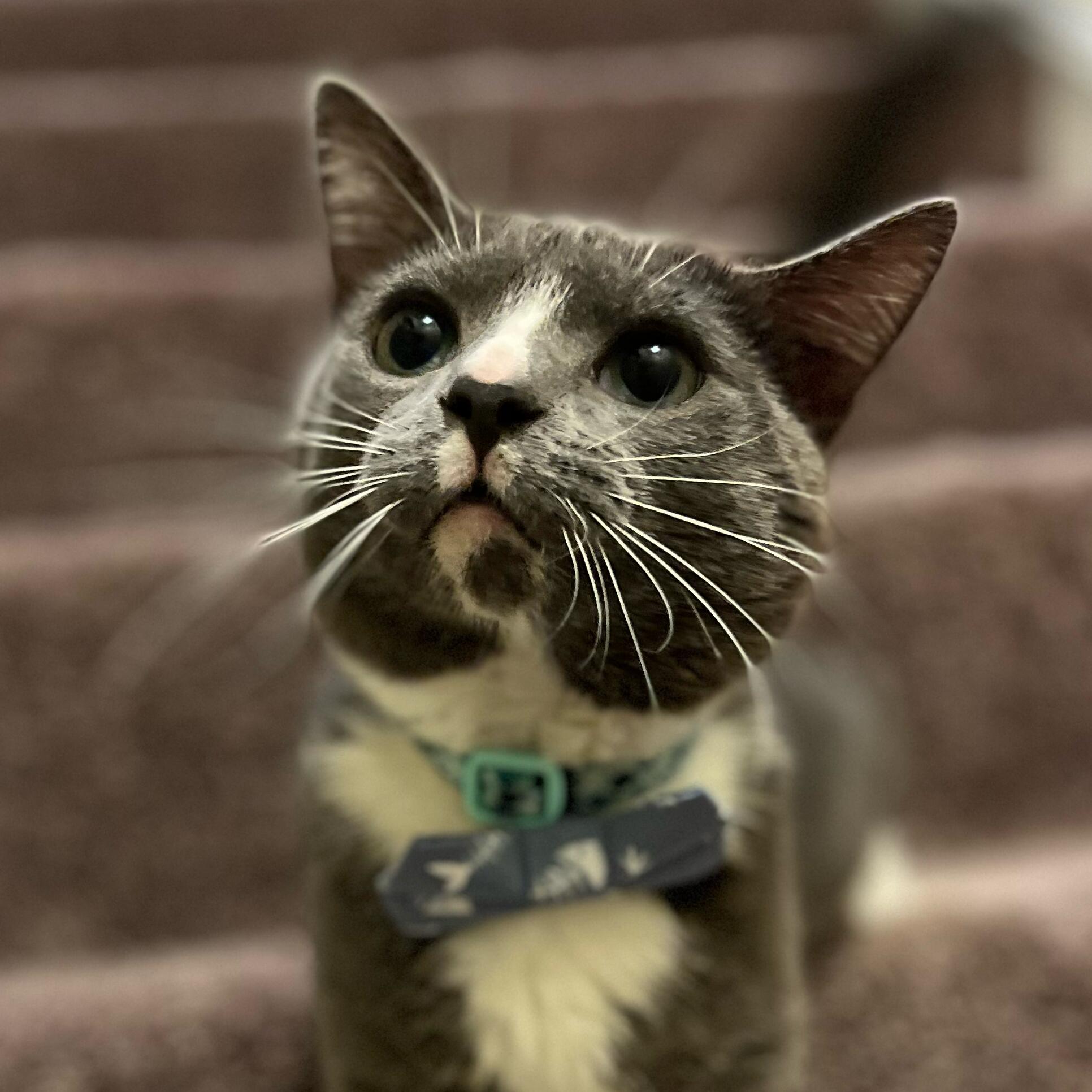 Dylan