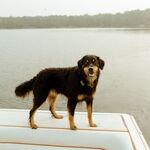 Koda