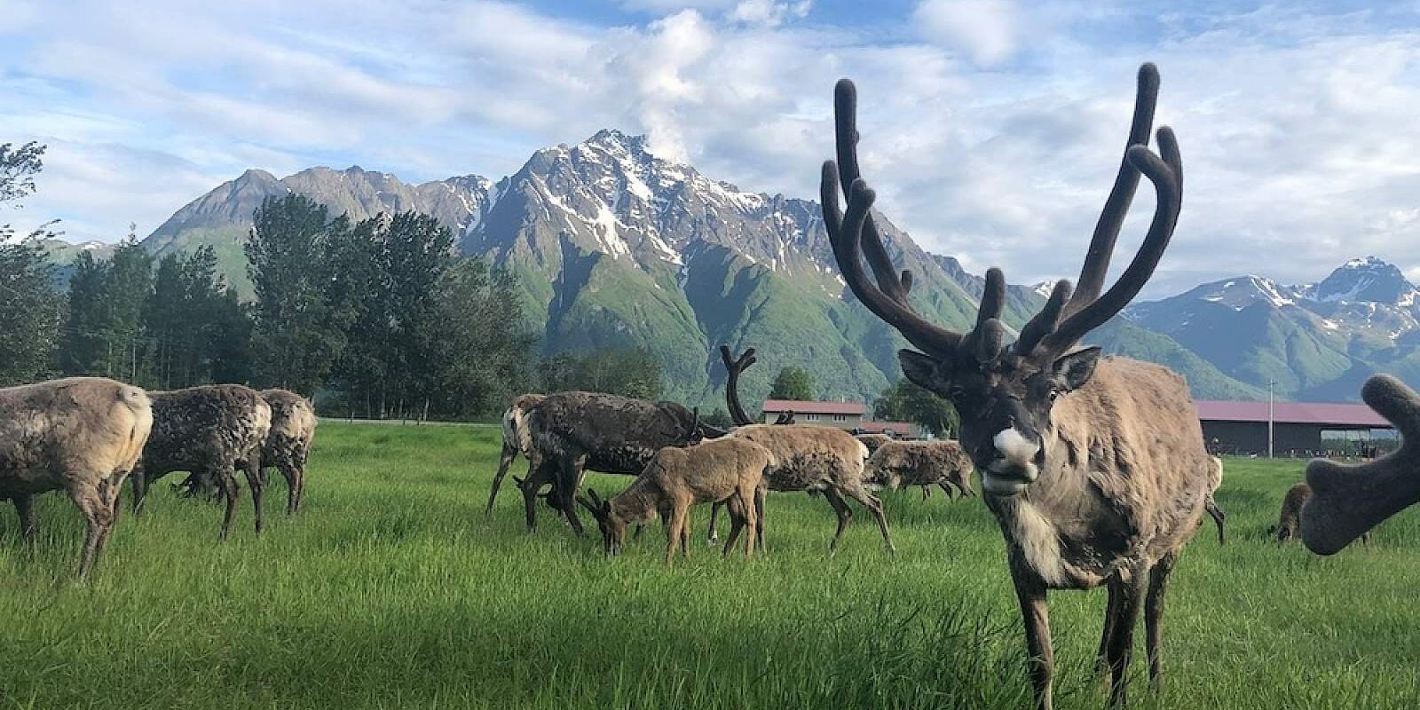 Picture of Reindeer Farm