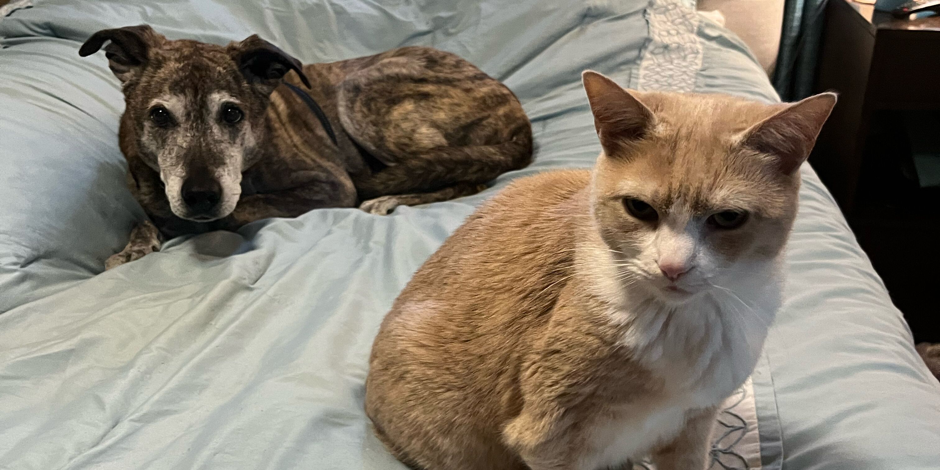 Picture of Our Fur Babies