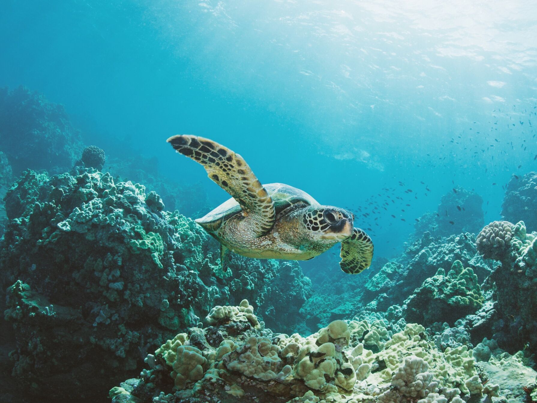 Picture of Snorkeling & Diving