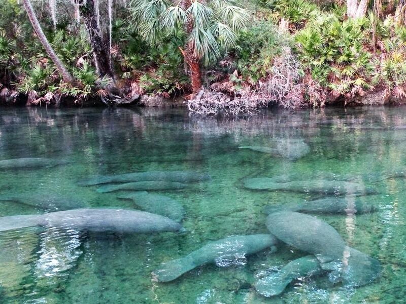 Picture of Blue Spring State Park