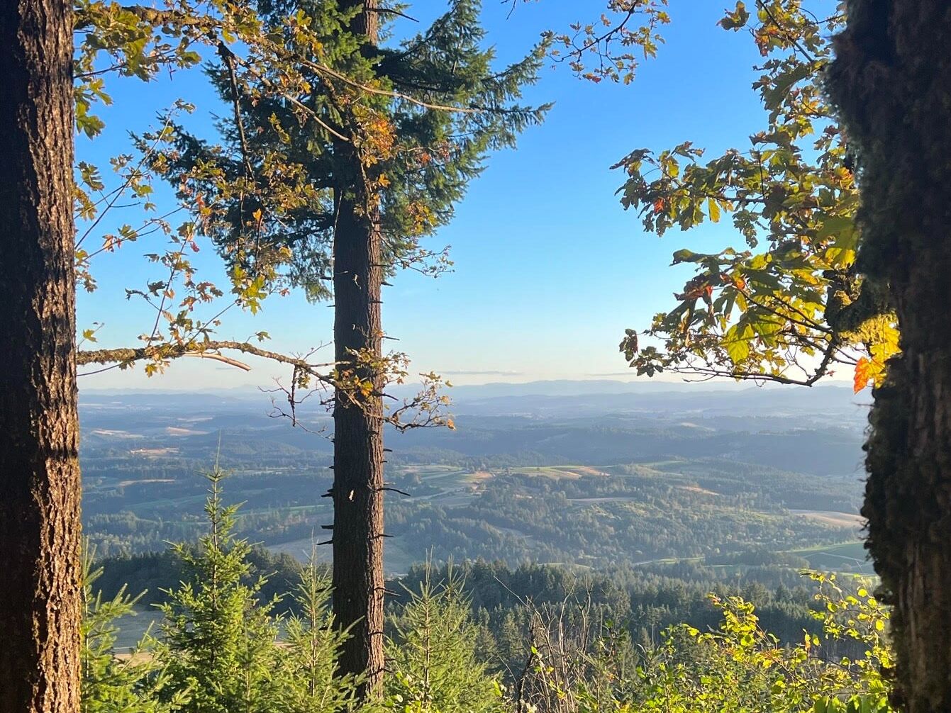 Picture of Bald Peak State Scenic Viewpoint