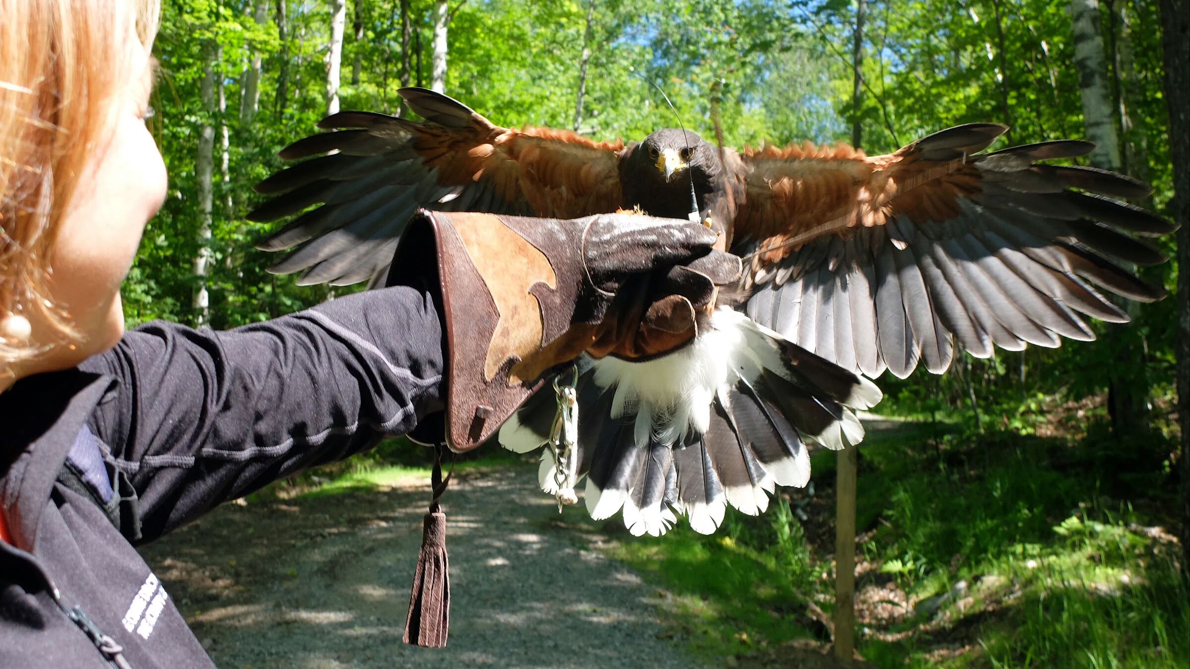 Picture of Apprentice with a Falconer 