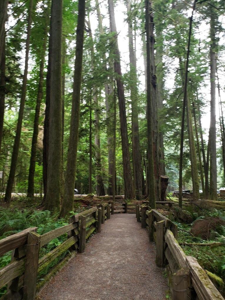 Picture of MacMillan Provincial Park