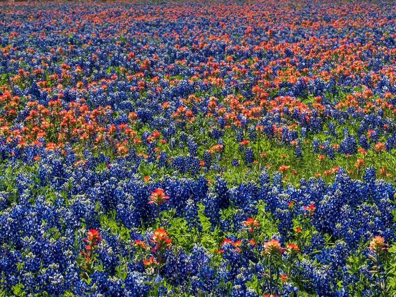 Picture of Chase Down Texas Wildflowers