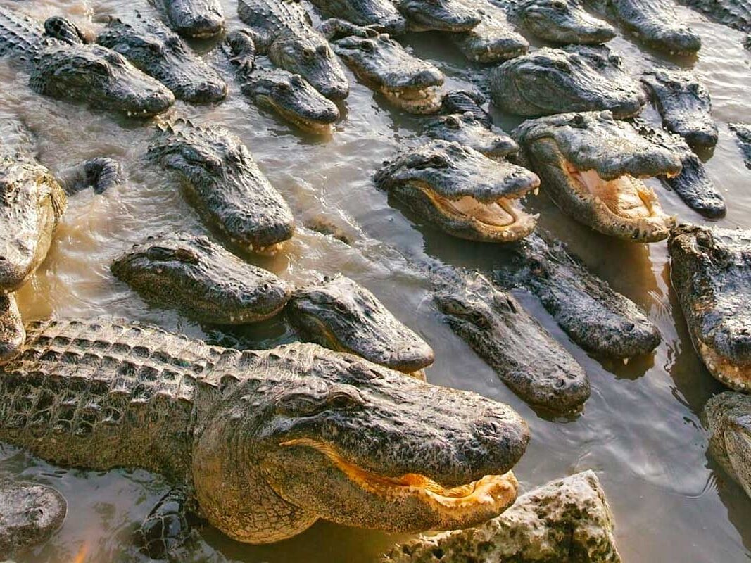 Picture of Everglades Alligator Farm