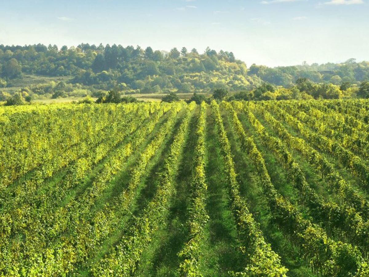 Picture of Tour #2: Wine Tour Route