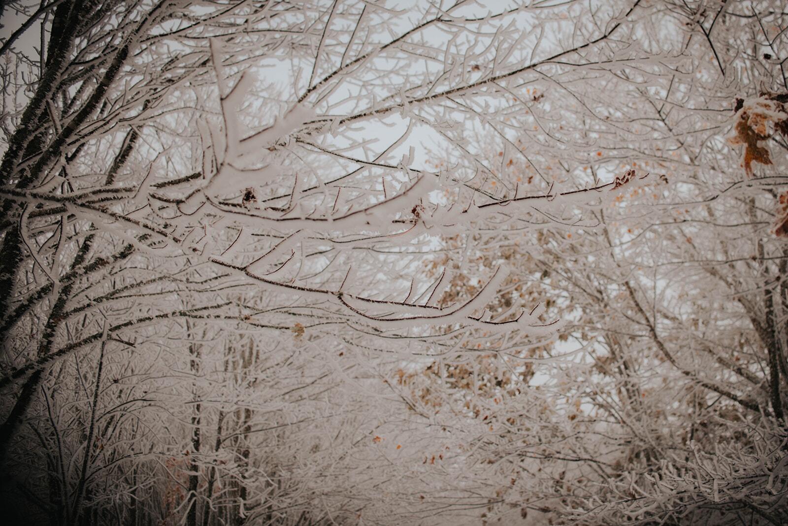 Album Photo 79