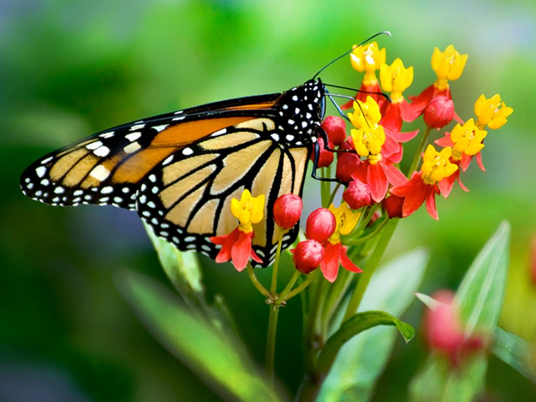 A monarch butterfly spotted at Chicago Botanic Garden in Glencoe, Illinois