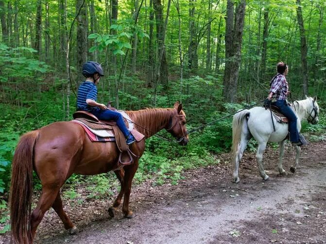 Picture of The Wild Life - Horseback Riding & Lessons
