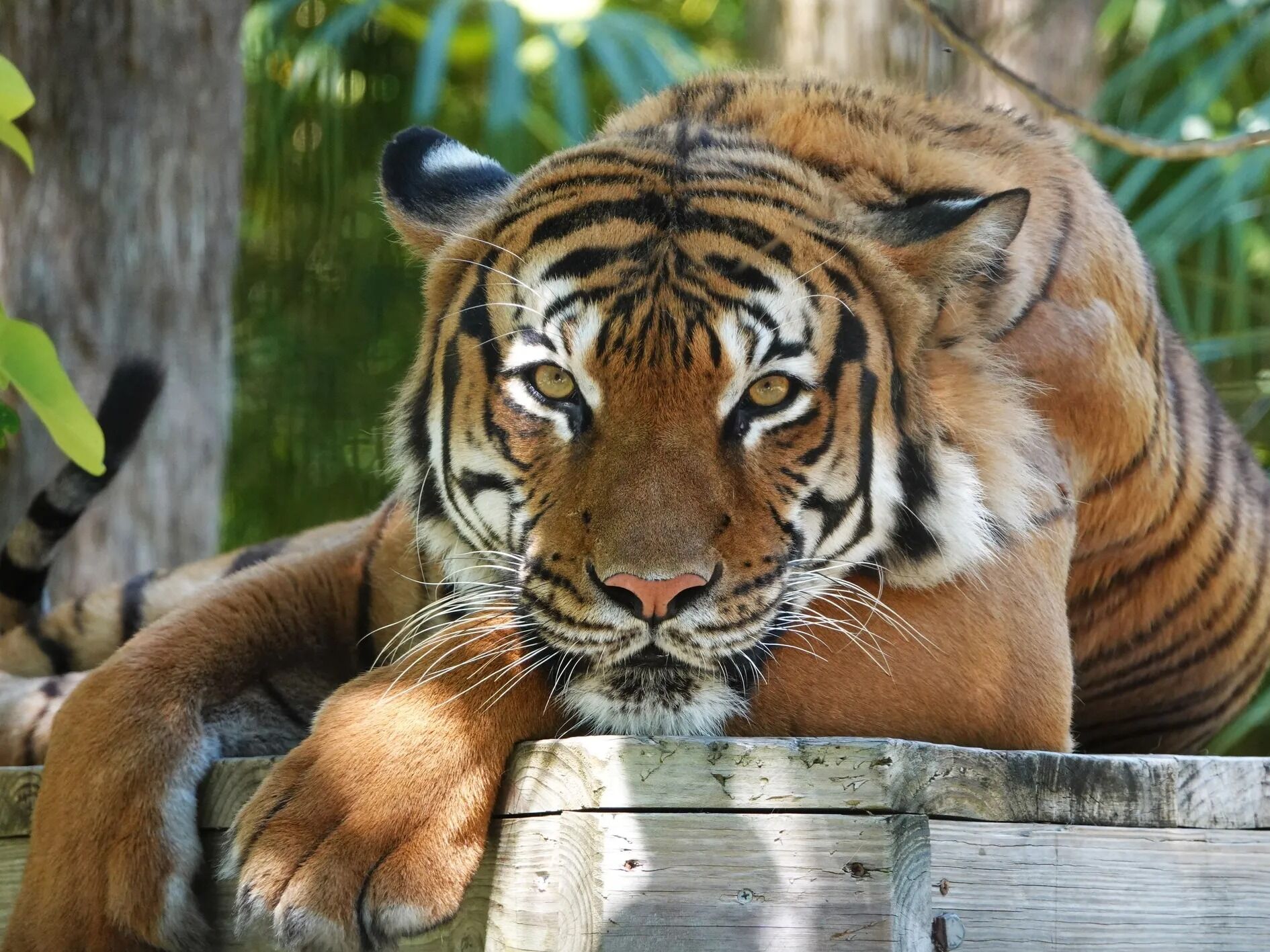 Picture of Naples Zoo at Caribbean Gardens