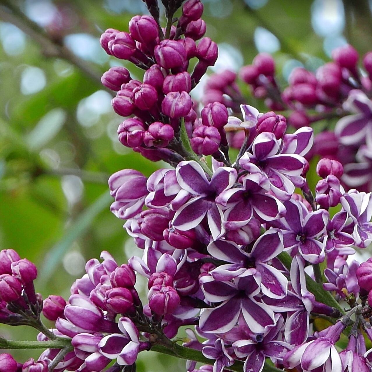 Picture of Lilac Gardens-Hulda Klager