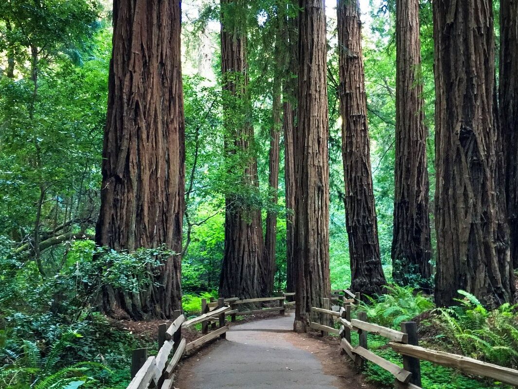 Picture of Muir Woods National Monument