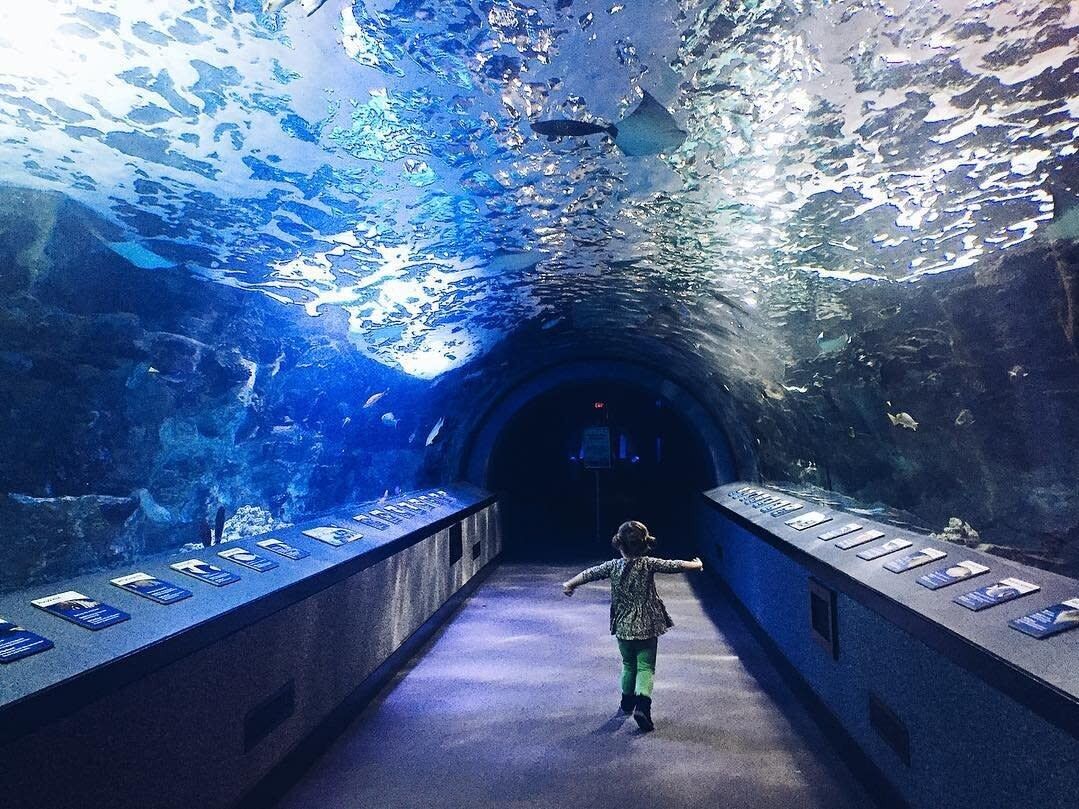 Picture of Newport Aquarium 