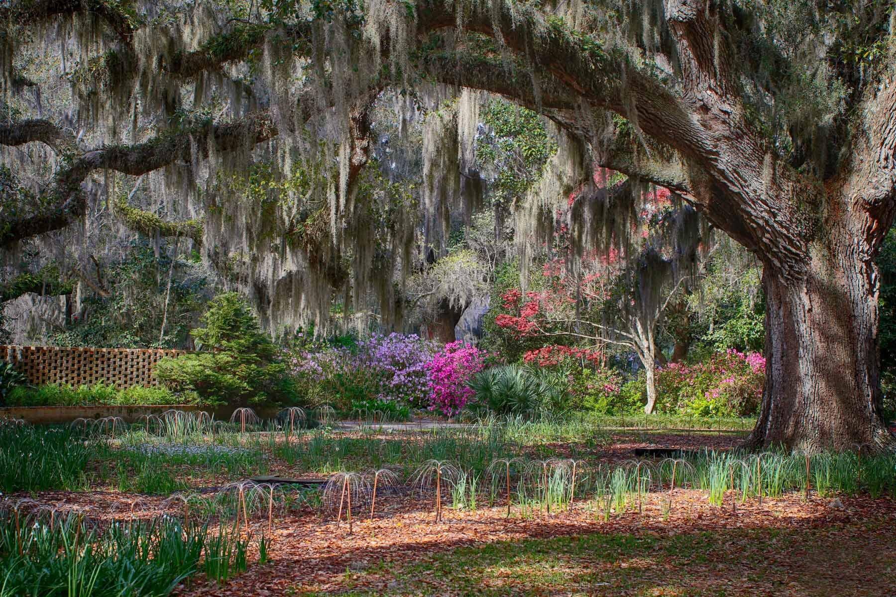 Picture of Brookgreen Gardens