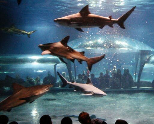 Picture of Oklahoma Aquarium