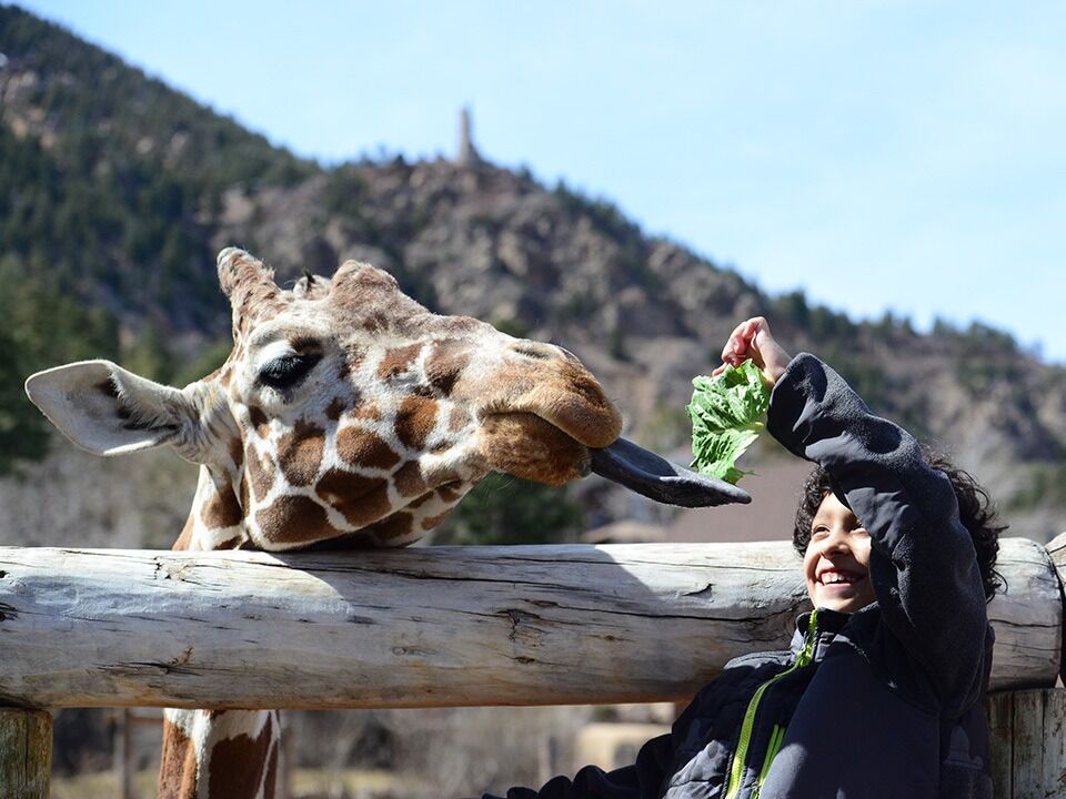 Picture of Cheyenne Mountain Zoo
