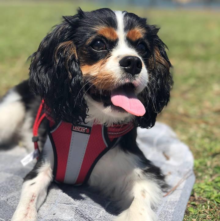 Humphrey Jordan (soon to be Tennies)