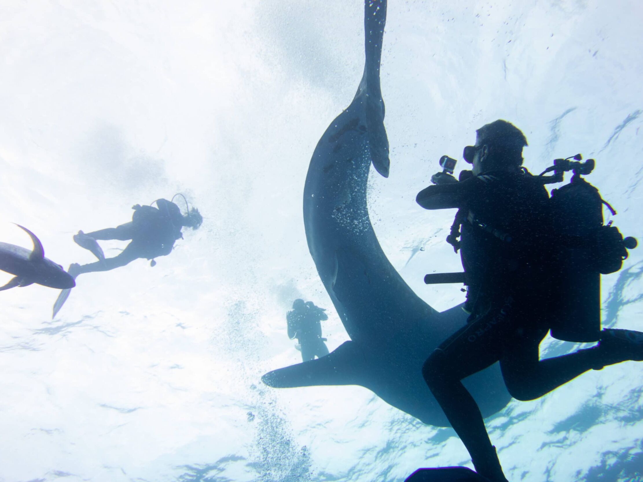 Picture of Scuba Diving