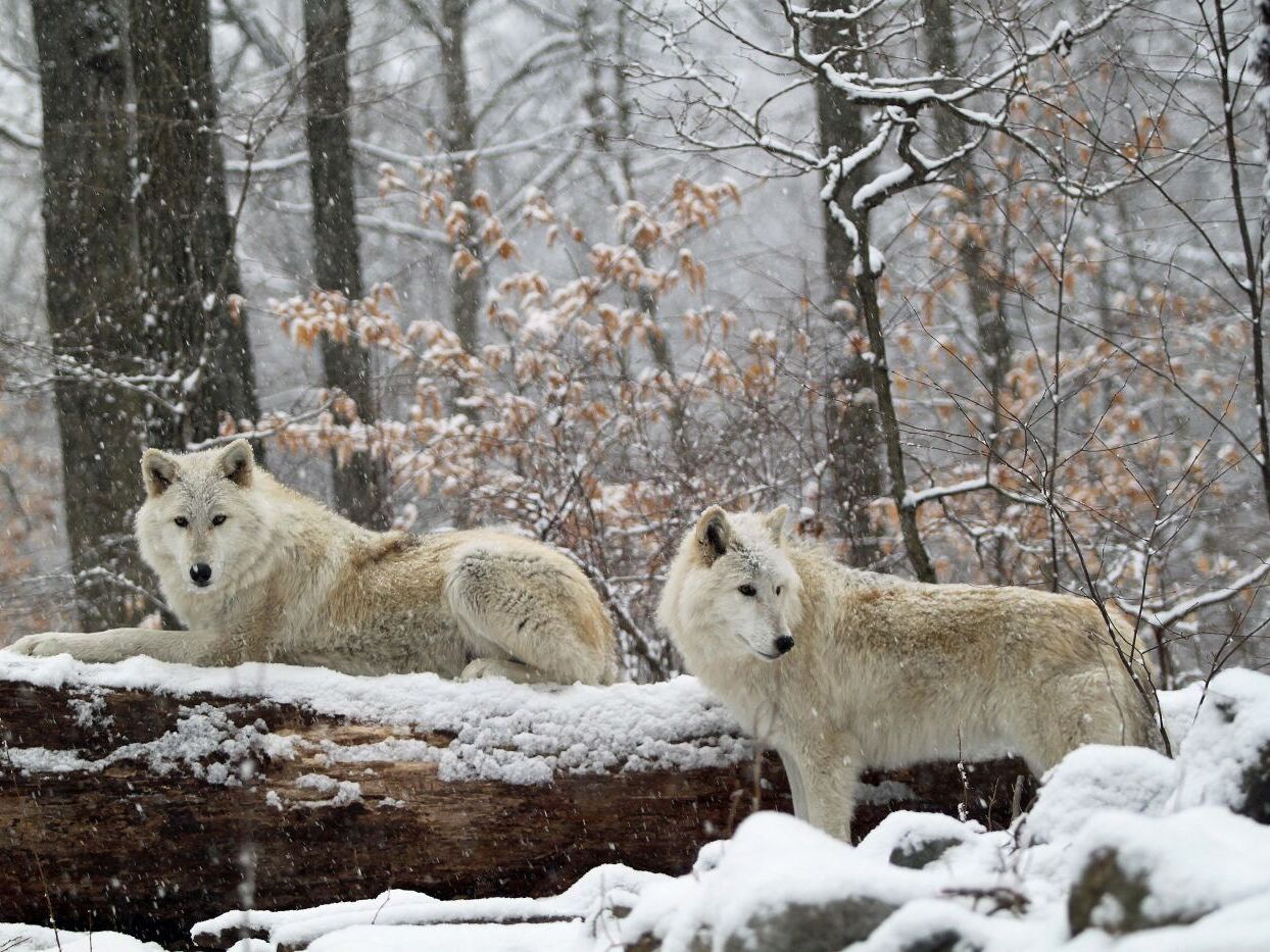 Picture of Lakota Wolf Preserve
