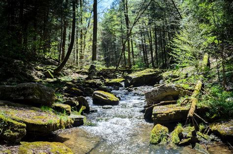 Picture of Allegany State Park