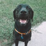 Waylon