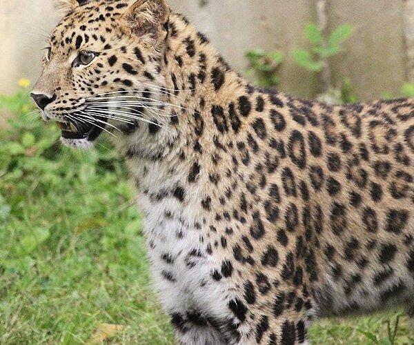 Picture of Ross Park Zoo