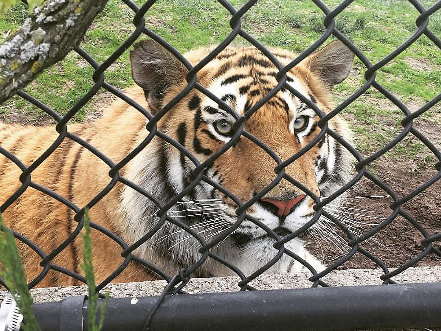 Picture of Pine Grove Zoo