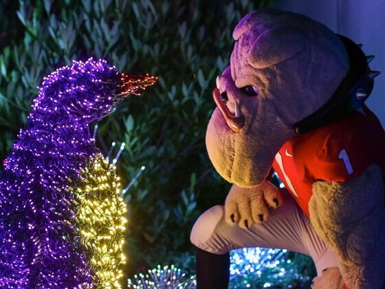 Picture of Winter Wonder Lights