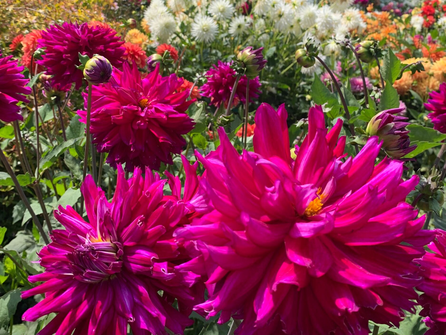 Picture of Mendocino Coast Botanical Gardens