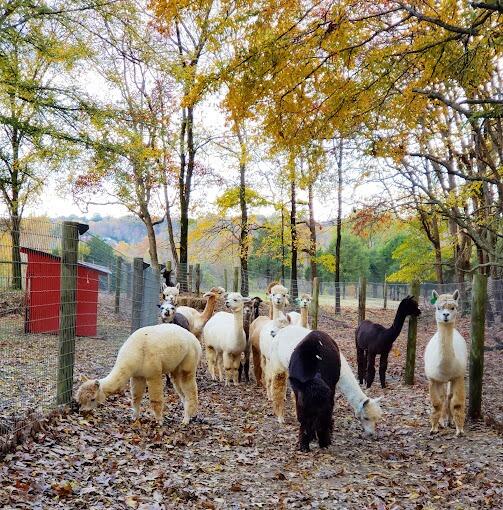 Picture of Rolling Oak Alpaca Ranch