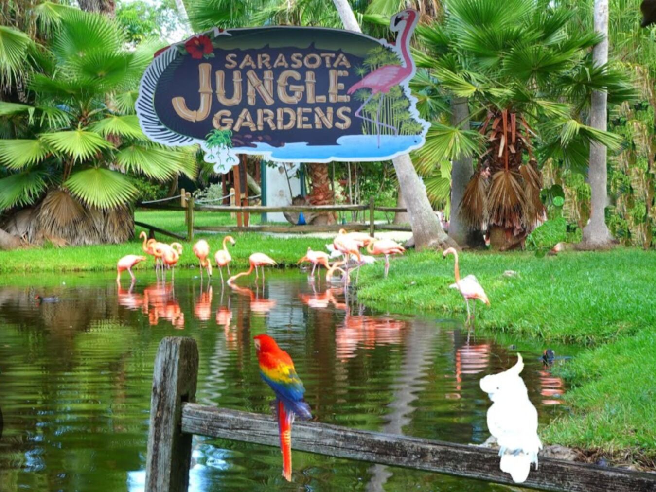 Picture of Sarasota Jungle Gardens
