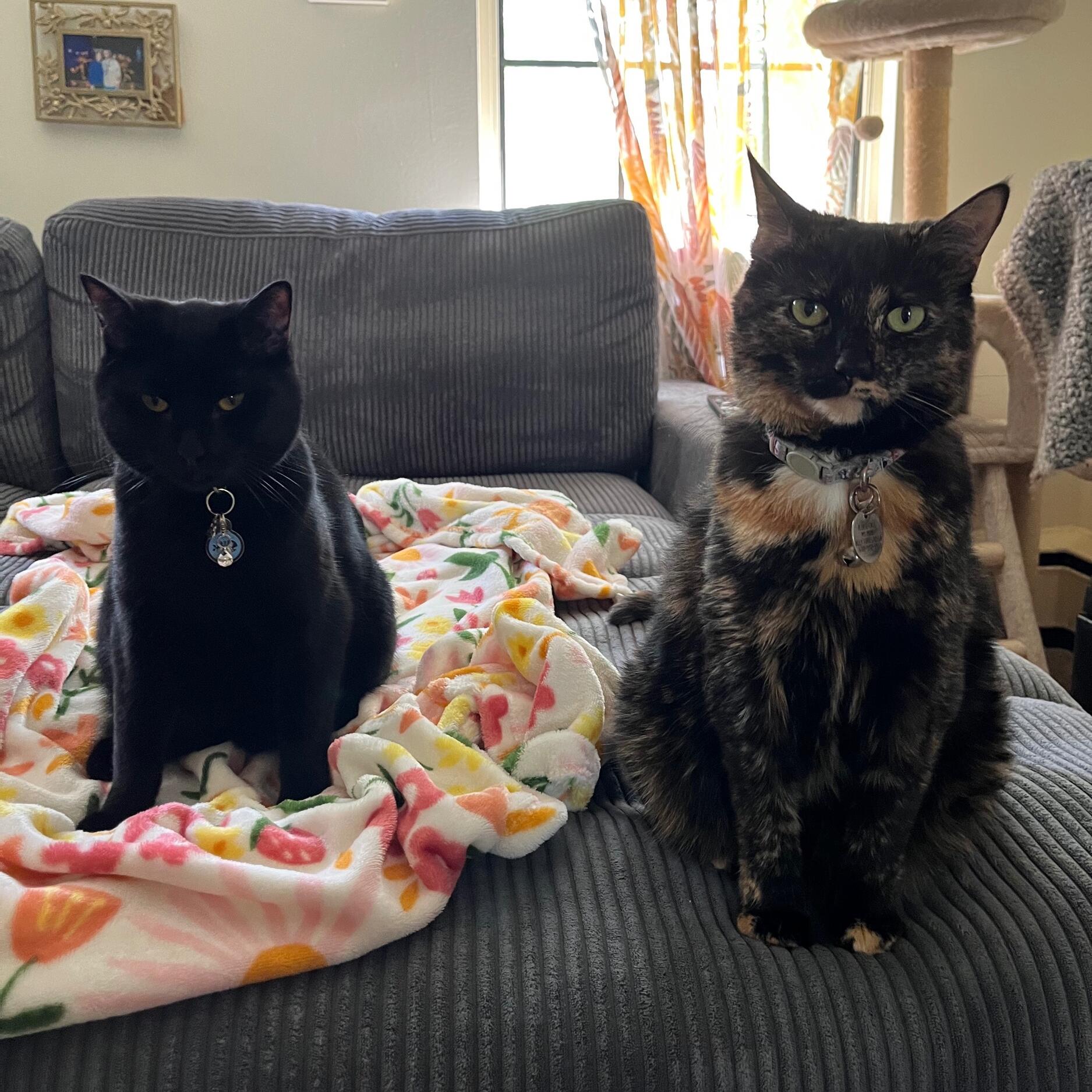 Picture of Our Fur Babies