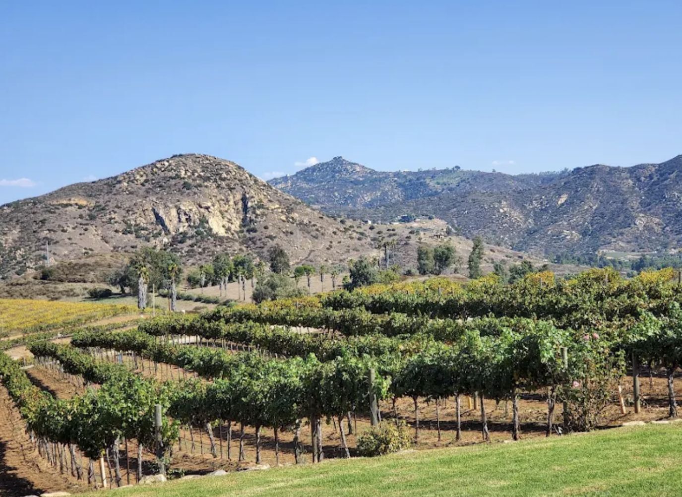 Picture of Orfila Vineyards and Winery