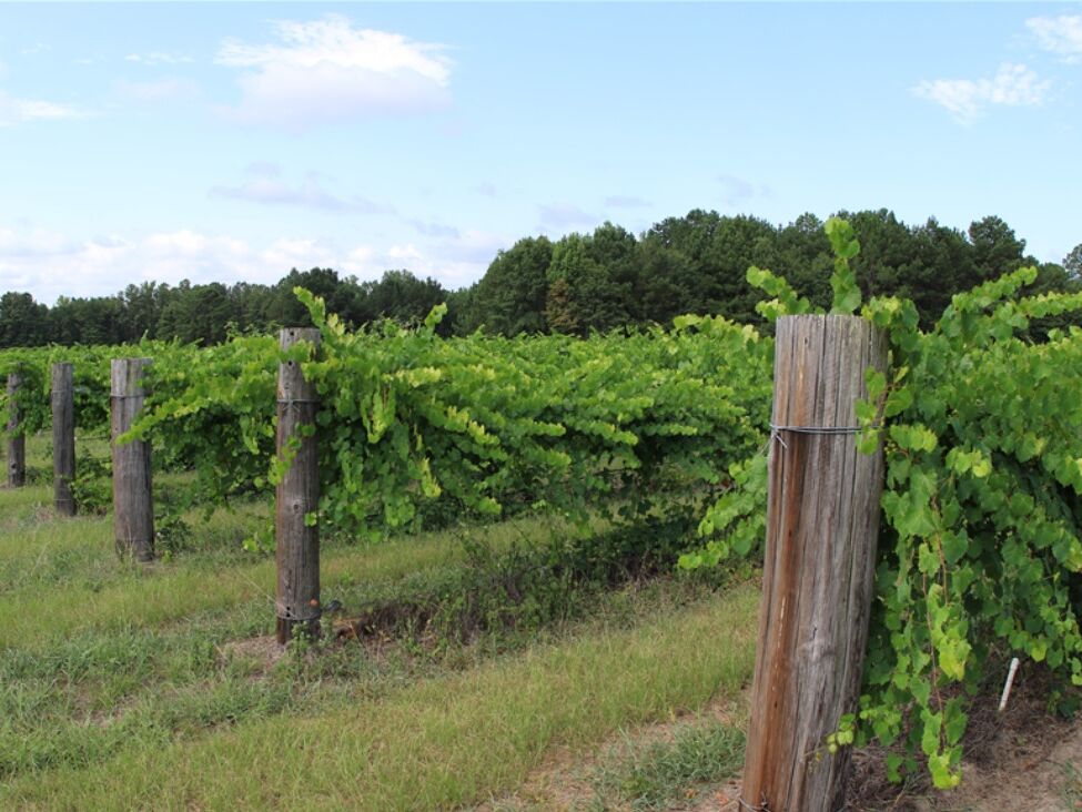 Picture of Whippoorwill Vineyards
