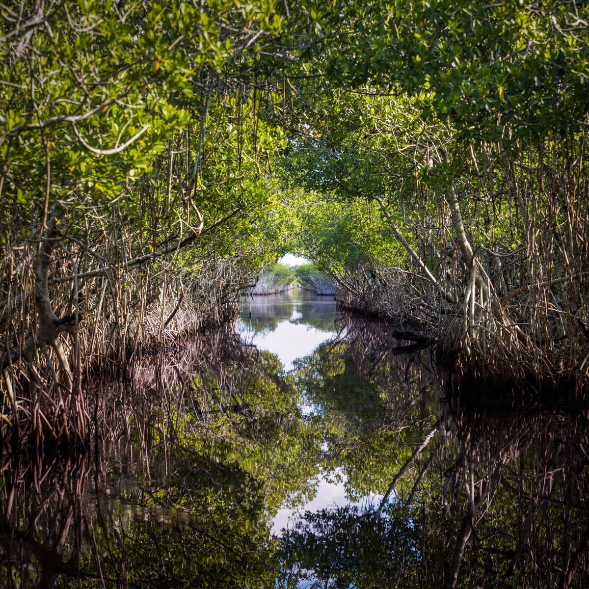 Picture of Captain Jack's Airboat Tours