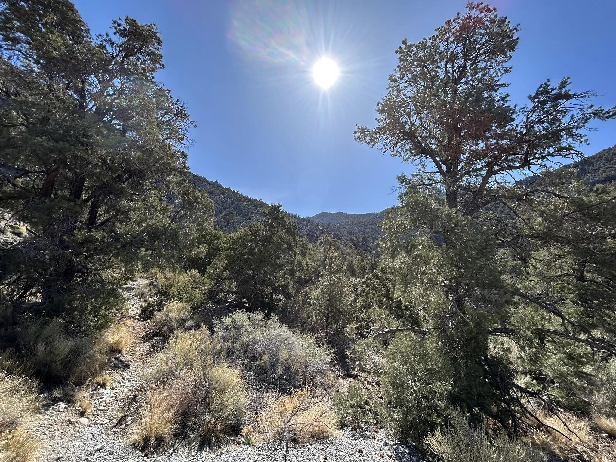 Picture of Hidden Forest Trailhead