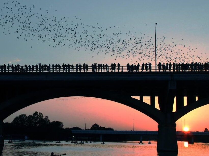 Picture of AUSTIN BATS