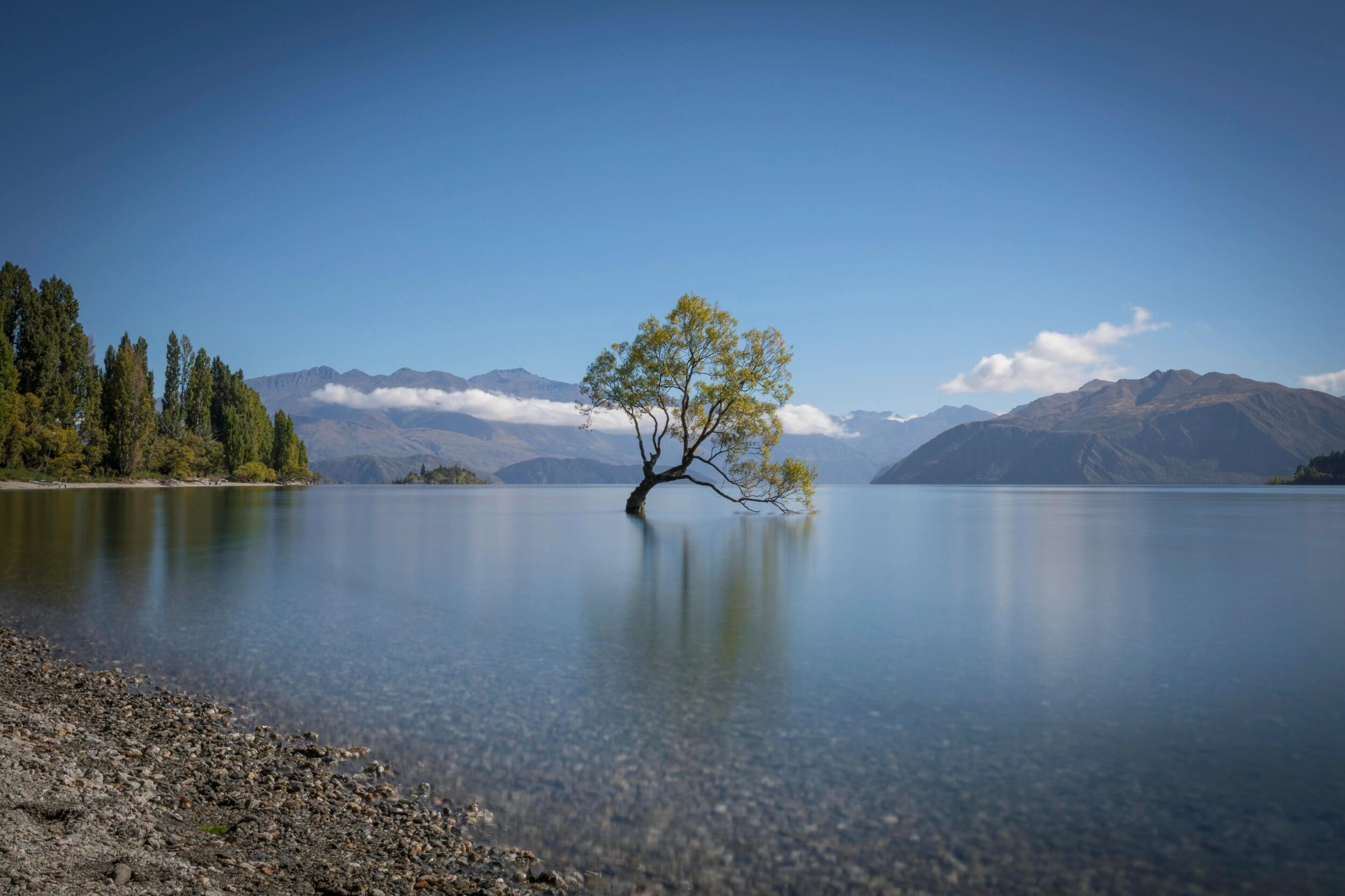 Picture of #ThatWanakaTree
