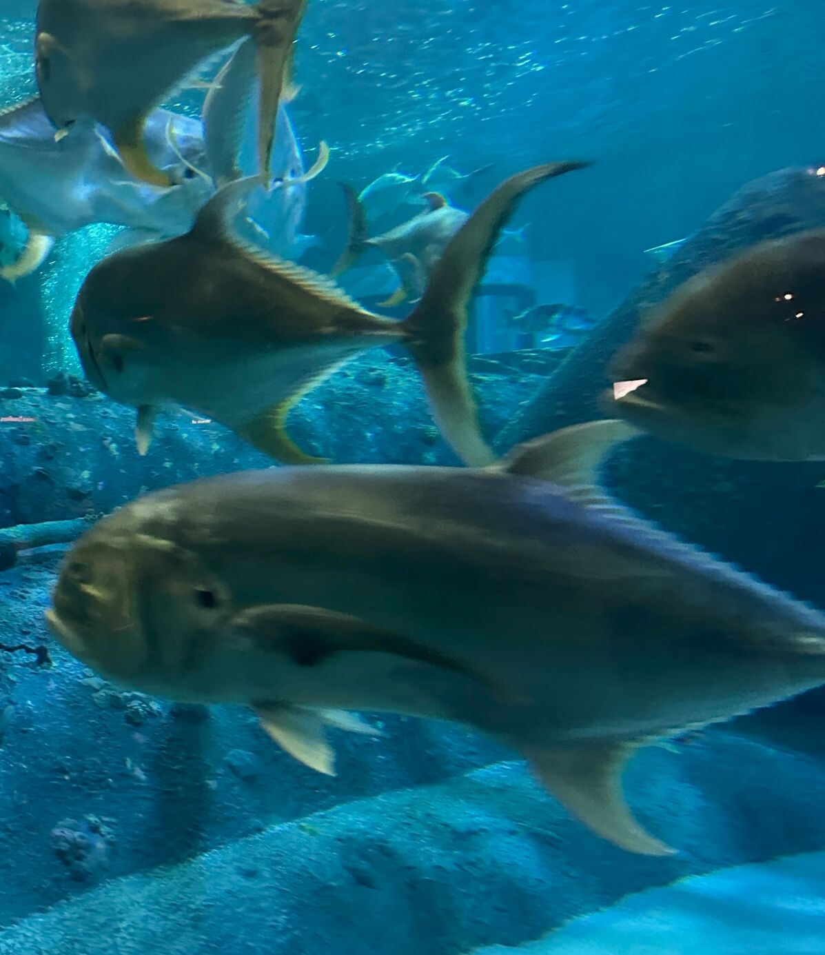 Picture of The Pine Knoll Shores Aquarium