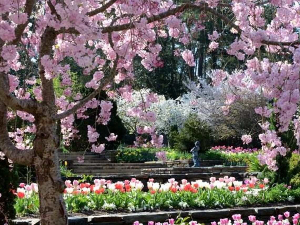 Picture of Sarah P. Duke Gardens